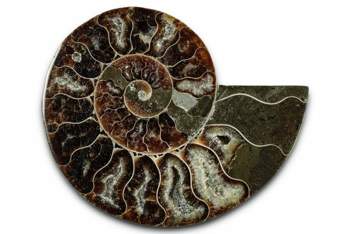 Cut & Polished Ammonite Fossil (Half) - Madagascar #349085